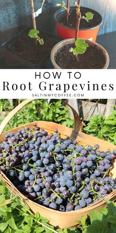 how to grow root grape vines in containers