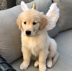 a puppy with angel wings sitting on a couch