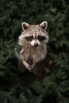 a raccoon is sitting in the middle of some plants and looking at the camera