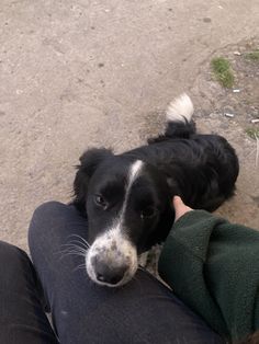 a black and white dog laying on top of someone's leg in the dirt