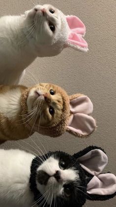 three stuffed animals in the shape of rabbits and an orange tabby cat are standing next to each other