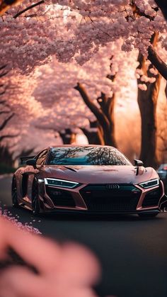 two cars driving down the road under cherry blossom trees