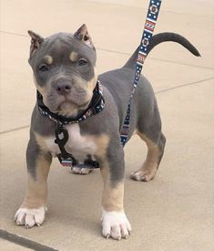 a gray and white dog standing on top of a cement floor next to a leash