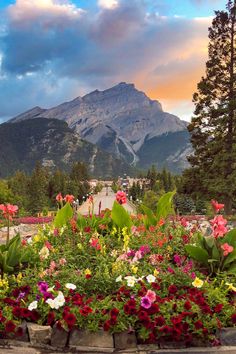 colorful flowers are in the middle of a flower bed with mountains in the background at sunset