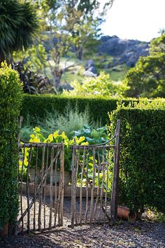 an iron gate in the middle of a garden