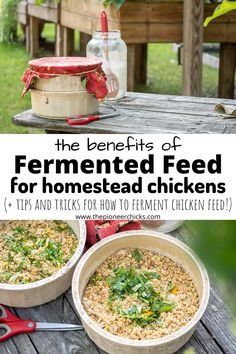 the benefits of fermented feed for homested chickens