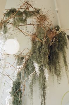 moss growing on the wall next to a light fixture and ceiling fan in a room with white walls