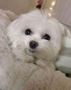 a small white dog laying on top of a bed