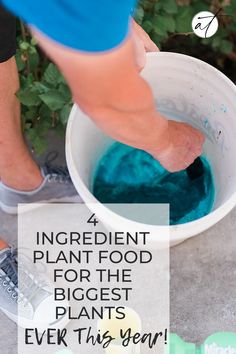 a person standing in front of a white bucket filled with blue dye and text that reads 4 ingredient plant food for the biggest plants ever