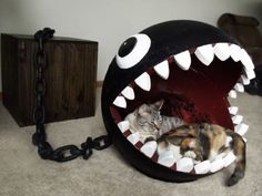 a cat laying in a ball shaped like a shark with its mouth open and teeth out