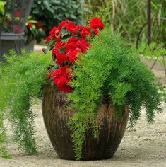 a potted plant with red flowers and greenery in the middle of a garden