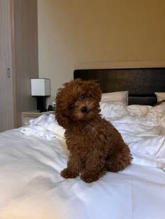 a small brown dog sitting on top of a white bed