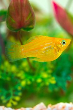 a small yellow fish in an aquarium with green plants and flowers around it's edges