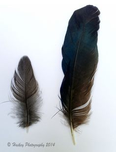 two black and brown feathers on a white background