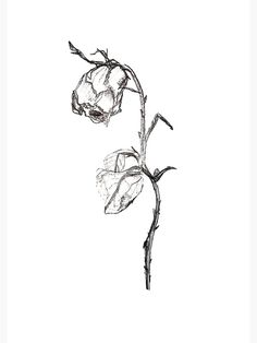 a drawing of two flowers on a white background