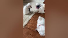 two small white poodles are looking at their reflection in the mirror while another dog looks on