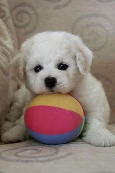 a small white dog holding a colorful ball in it's mouth on a couch