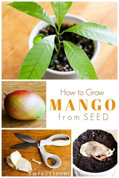 how to grow mango from seed in a pot with scissors and other things on the table