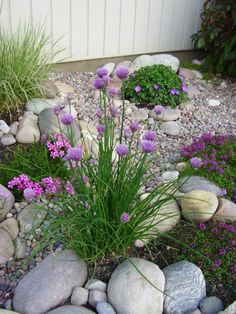 some purple flowers and rocks in a garden