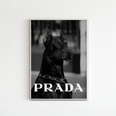 a black and white photo of a dog with the word prada on it