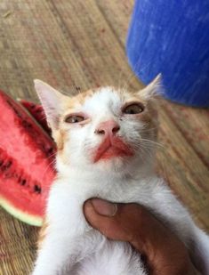 a white and orange cat sitting next to a watermelon