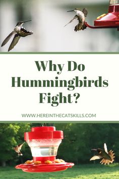 When Do Hummingbirds Leave, Feeding Hummingbirds, Homemade Hummingbird Feeder, Homemade Hummingbird Nectar, Hummingbird Bird Bath, Hummingbird Symbolism, Backyard Birds Watching, Birdhouse Plans, Hummingbird Perch