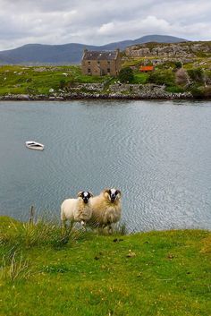 two sheep standing in front of a body of water