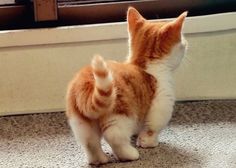 an orange and white cat standing on top of a carpet next to a window sill