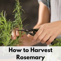 Harvest Rosemary How To, Harvesting Rosemary, Drying Rosemary, Harvest Rosemary, Dry Rosemary, Preserve Herbs, Dirt Therapy, Drying Fresh Herbs, Boys Garden