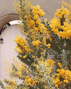 yellow flowers are blooming in front of a white door with an arched window on the side