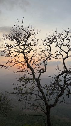 a tree with no leaves in the foreground and mountains in the background at sunset