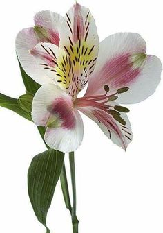 Flower Identification, Lilly Flower, Lily Plants, Botanical Flowers, Lily Flower, Types Of Flowers, Flower Images