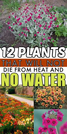 flowers and plants that will not die from heat and no water