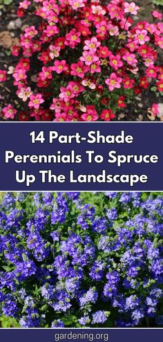 Shade Plants Zone 4 Perennials, Zone 2 Perennials, Zone 4 Shade Perennials, Part Sun Part Shade Perennials, Perrenials For Shaded Areas, Part Shade Garden, Shade Garden Perennials Zone 6, Shade Flower Garden