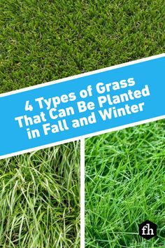 four types of grass that can be planted in fall and winter