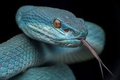 a close up of a blue snake's head with it's tongue out