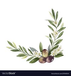 an olive branch with white flowers and green leaves is shown in this watercolor painting