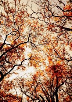 looking up at the tops of trees with orange leaves