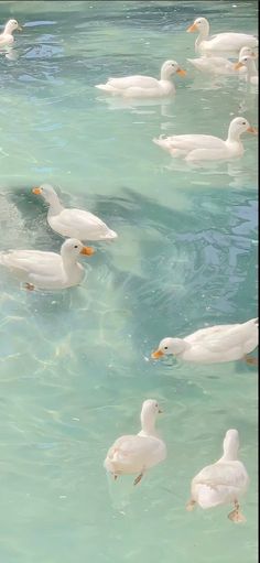 many ducks are swimming in the clear blue water