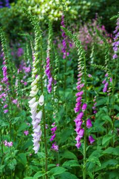 purple and white flowers growing in the grass