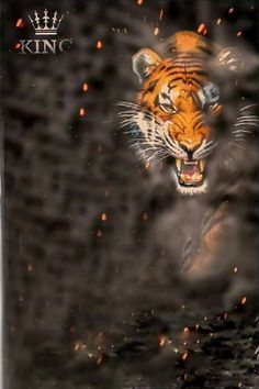 an image of a tiger in the water