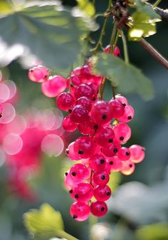 red berries hanging from a tree branch with green leaves and pink flowers in the background