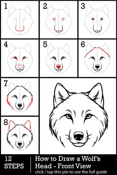 how to draw a wolf's head from the front view with step by step instructions