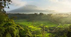 a lush green field with trees and mountains in the background, surrounded by greenery