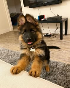 a brown and black dog sitting on top of a carpeted floor next to a tv