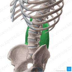 an image of the back view of a man's neck and upper limb bones