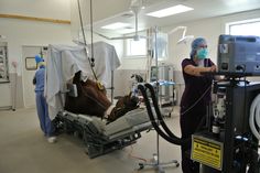 a woman in scrubs is tending to a cow on a hospital bed with medical equipment around her