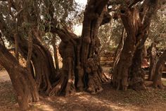 an old tree in the middle of a park