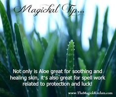 Use Aloe Vera in spell work related to protection and luck! Bed Maker, Spell Work, Eclectic Witch, Magical Life, Financial Help, Herbal Magic