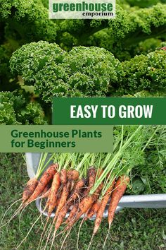 carrots and broccoli growing in a garden with the title easy to grow greenhouse plants for beginners